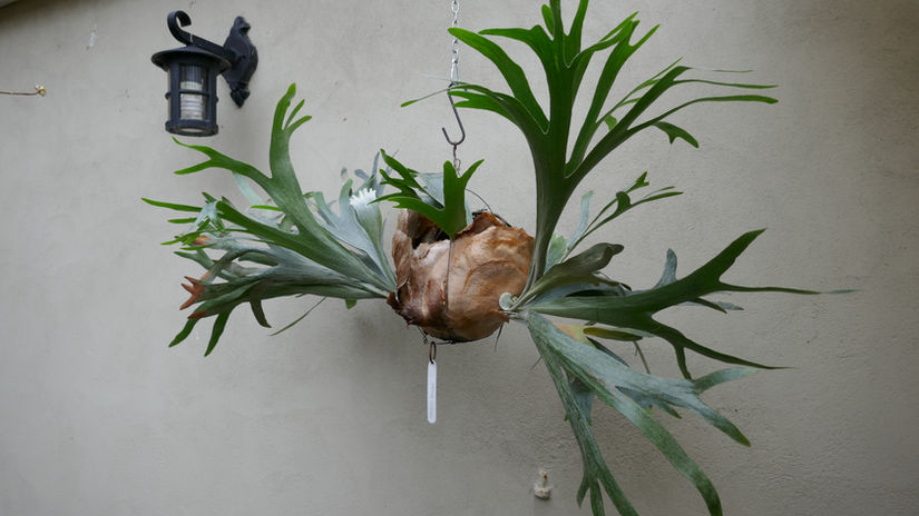 Developing a Platycerium Collection